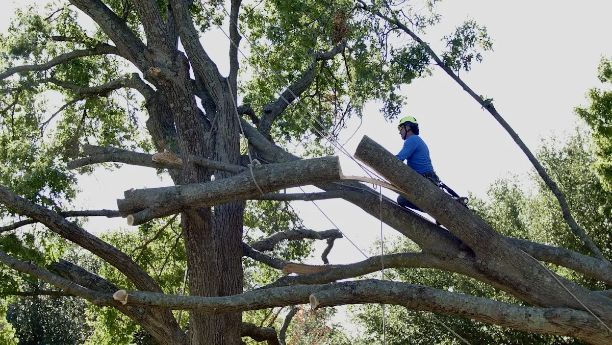Professional Crown Thinning performed by certified arborists in Sterling