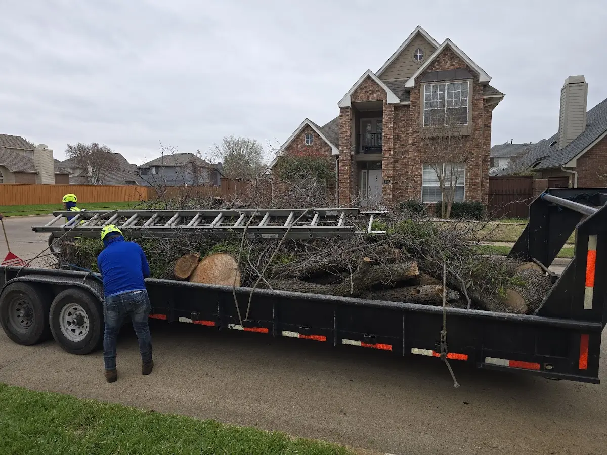 Expert Tree Removal with proper safety equipment in Sterling
